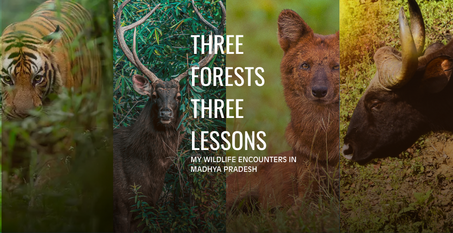 Three Forests, Three Lessons- My Wildlife Encounters in Madhya Pradesh