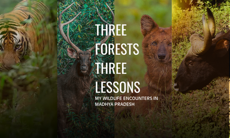 Three Forests, Three Lessons- My Wildlife Encounters in Madhya Pradesh
